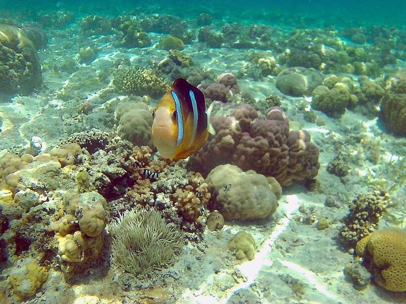 Cebu: Mactan Island Hopping Boat Tour with Lunch - Why this Mactan day feels like more than a quick hop between islands