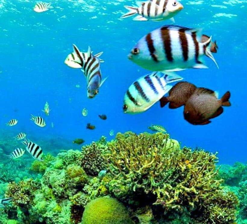 Cebu: Mactan Island Hopping Boat Tour with Lunch - The private boat ride between islands: what the schedule suggests