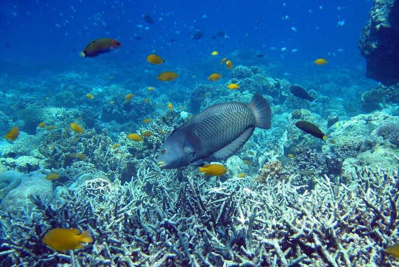 Cebu Mactan Island Hopping + Picnic Lunch (Private Tour) - Key things to know before you go
