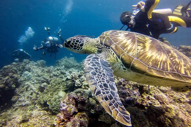 Cebu Moalboal Beach, Sardine Run, Sea Turtle Viewing + Canyoneering Tour - The big idea: snorkeling Moalboal from Cebu, then adding Kawasan Falls