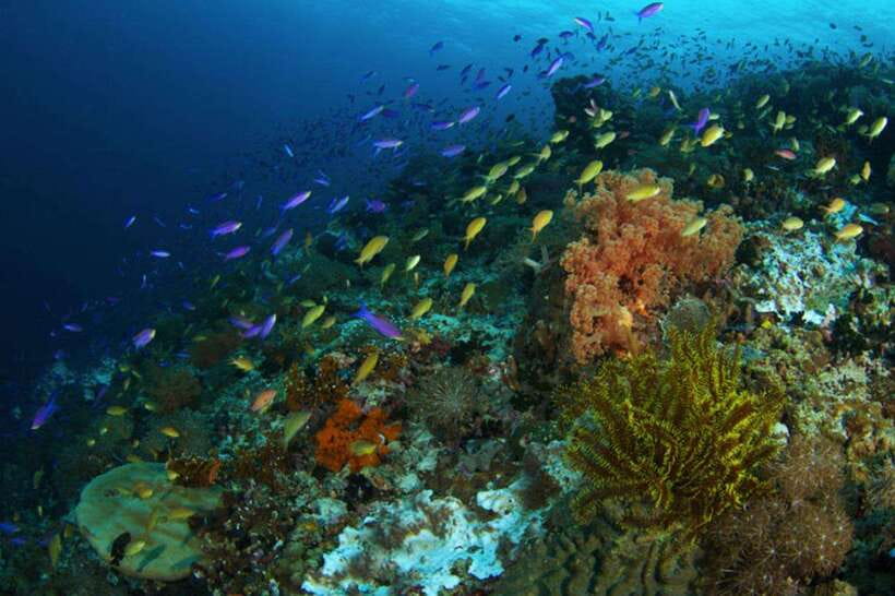 Cebu: Moalboal Island Hopping & Kawasan Falls Adventure - Price and value: is $126 per person fair?