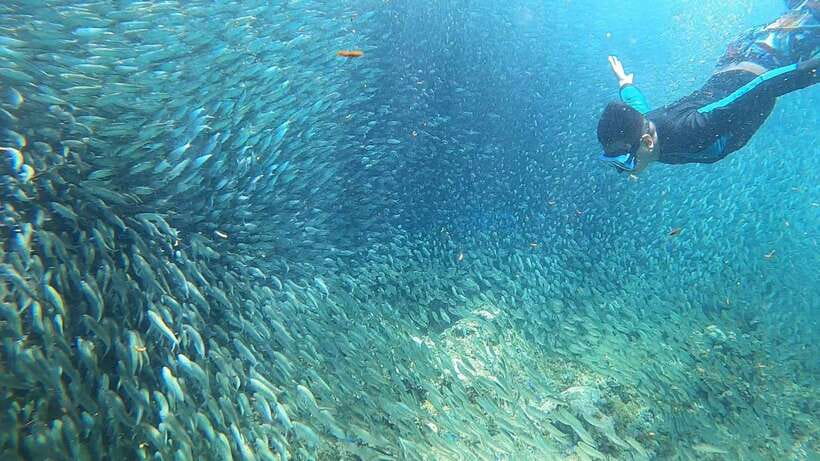 Cebu: Moalboal Island Hopping & Kawasan Falls Adventure - Moalboal and Kawasan in one day: what makes the mix work