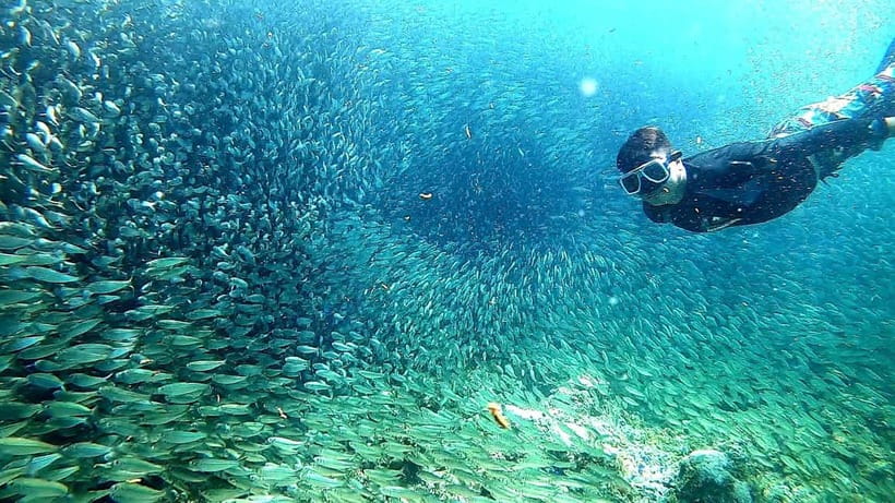 Cebu: Moalboal Sardine Run Snorkeling & Kawasan Canyon Tour - The full-day timing in Cebu: why it starts at 4:00 AM and how it affects you