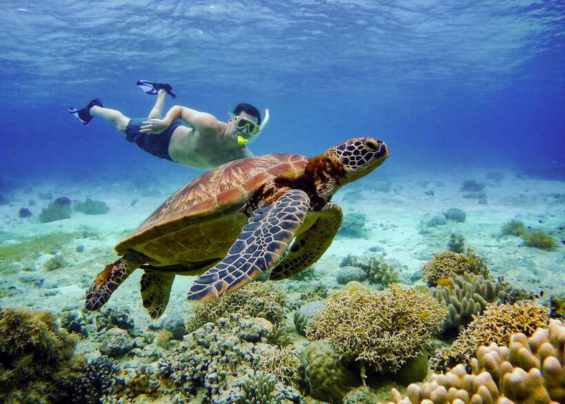 Cebu: Moalboal Sardines and Turtles Snorkeling Tour - Key things to know before you go