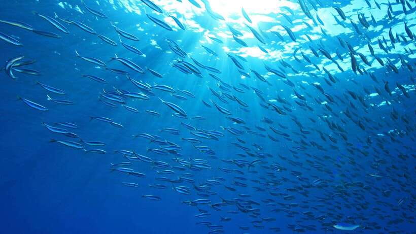 Cebu: Moalboal Sardines and Turtles Snorkeling Tour - What makes the Moalboal sardines plus Talisay turtles combo work