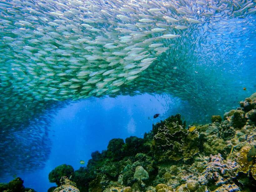 Cebu: Moalboal Sardines and Turtles Snorkeling Tour - Breakfast in Moalboal, then straight to Pescador Island