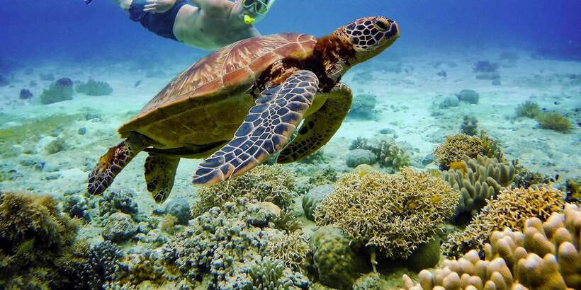 Cebu: Moalboal Sardines and Turtles Snorkeling Tour - Pescador Island sardine run snorkeling: what you should watch for