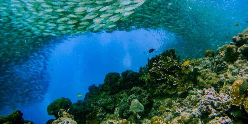 Cebu: Moalboal Sardines and Turtles Snorkeling Tour - Talisay Point turtle snorkeling: patience beats perfect selfies