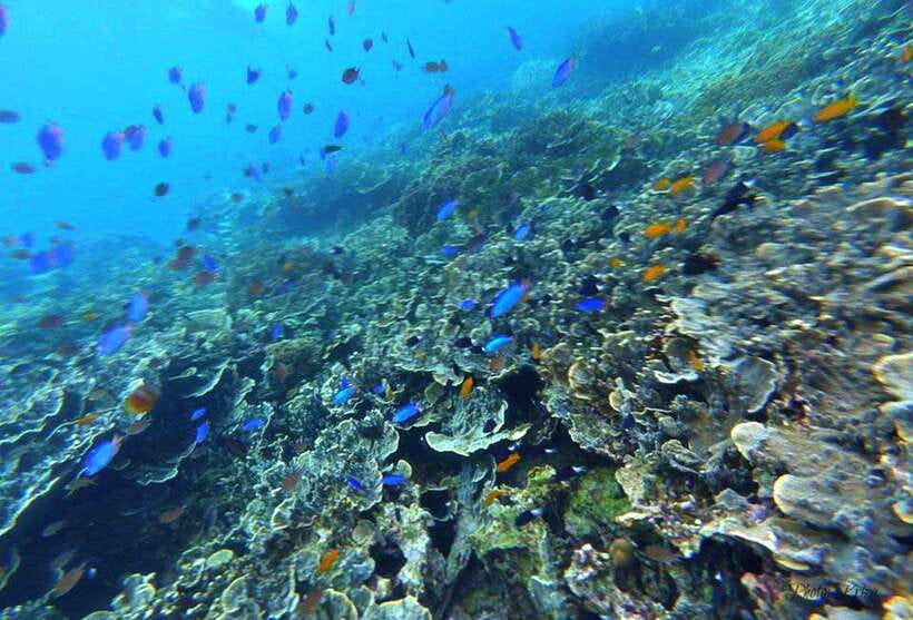 Cebu: Moalboal Sardines Run Snorkel & Kawasan Canyoneering - Guides are the difference: what the best teams do