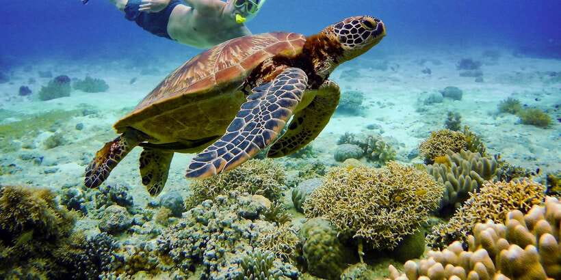 Cebu: Moalboal Sardines & Turtle Snorkeling and Canyoneering - The Guide Factor: What Professional Coaching Looks Like on This Tour