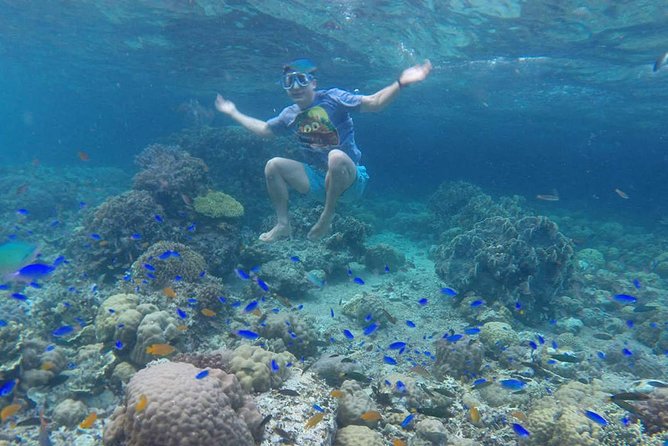 Cebu: Moalboal Sardines, Turtle Snorkeling & Kawasan Canyoneering - Price and what you actually get for $139