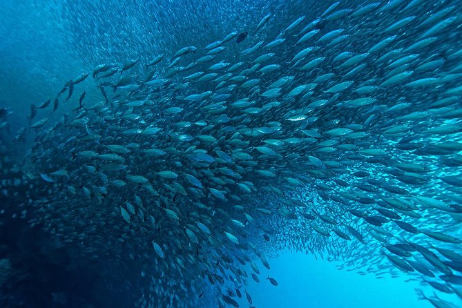 Cebu: Moalboal Sardines, Turtle Snorkeling & Kawasan Canyoneering - Stop 1 in Moalboal: sardines first, turtles right after