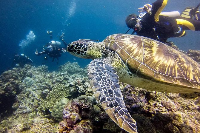 Cebu: Moalboal Sardines, Turtle Snorkeling & Kawasan Canyoneering - Who this tour is best for