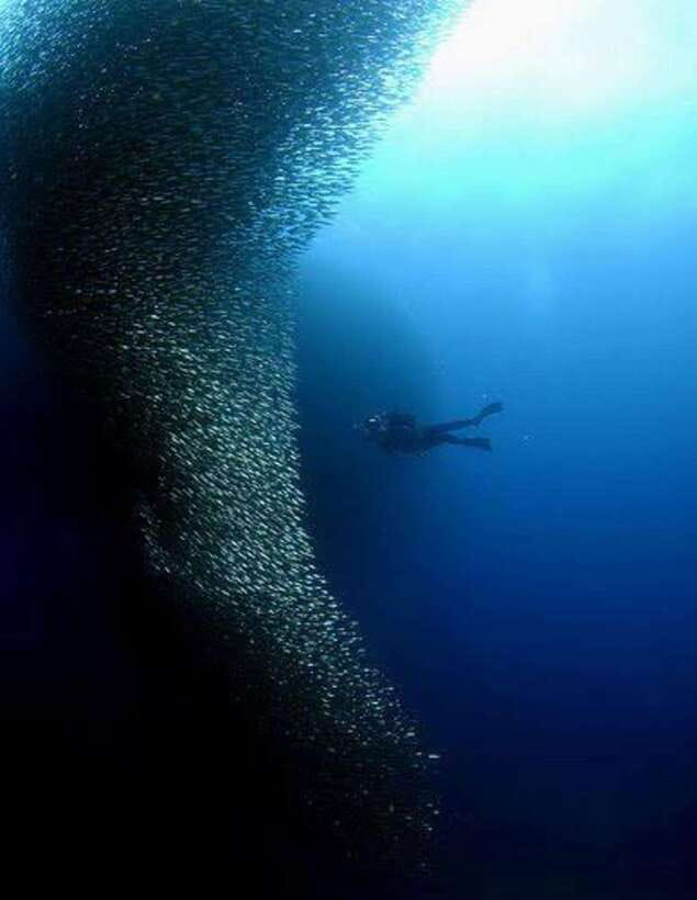 Cebu: Moalboal Scuba Diving, Sardines Run & Pescador Snorkel - Key things that make this tour worth your time