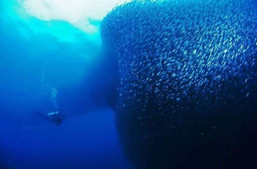Cebu: Moalboal Scuba Diving, Sardines Run & Pescador Snorkel - Sardines Run at Moalboal, the Silver Wall You Came For
