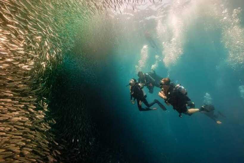 Cebu: Moalboal Scuba Diving, Sardines Run & Pescador Snorkel - Marine Life You Might See (and Why It Happens)