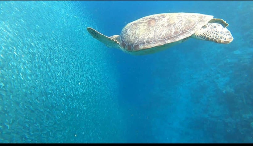 Cebu: Moalboal Scuba Diving, Sardines Run & Pescador Snorkel - Pickup, Timing, and the Ride Reality in Cebu