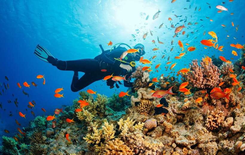 Cebu: Moalboal Scuba Diving with Sardines and Turtle Snorkel - Key points to know before you go