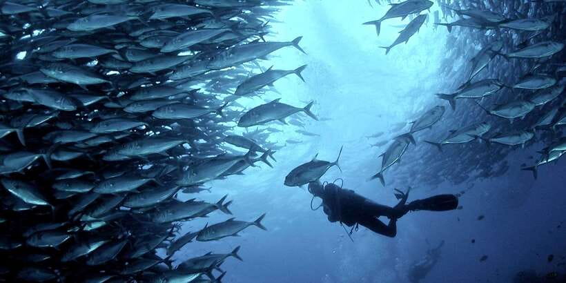 Cebu: Moalboal Scuba Diving with Sardines and Turtle Snorkel - Sardine run scuba session: what you’re really paying for