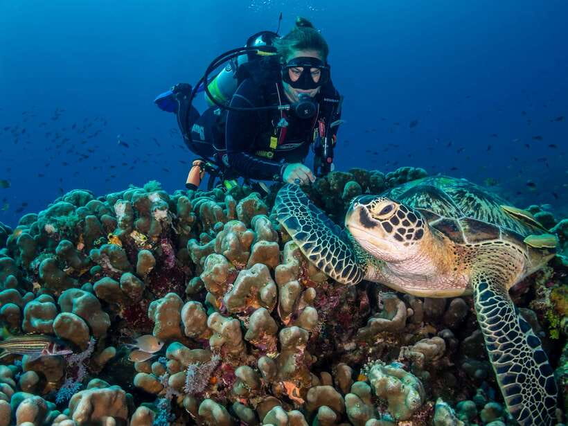 Cebu: Moalboal Scuba Diving with Sardines and Turtle Snorkel - Reef time at Pescador Island: where conditions matter most