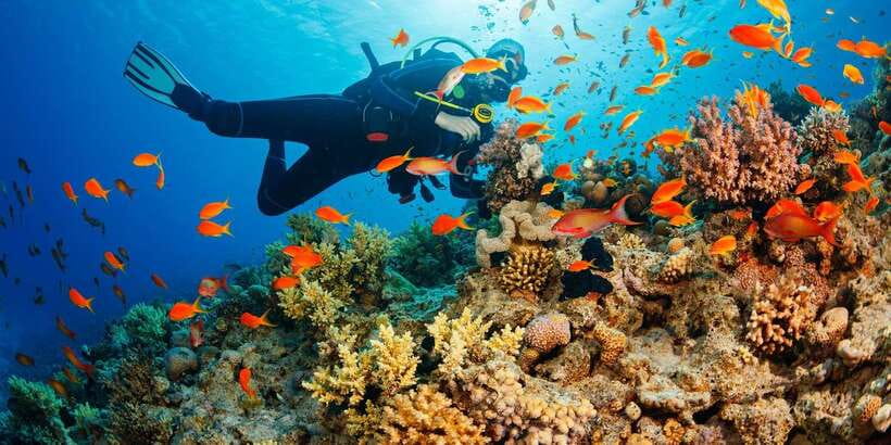 Cebu: Moalboal Scuba Diving with Sardines and Turtle Snorkel - Price and value: is $115 a good deal for this day?