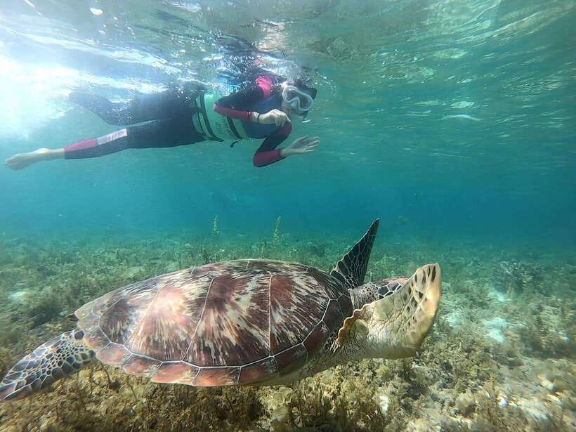 Cebu: Moalboal Snorkeling and Kawasan Falls Canyoneering - Photography, Lunch, and How the Day Lands in the Evening