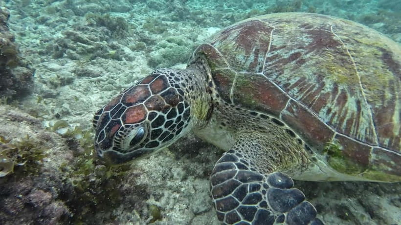 Cebu: Moalboal Snorkeling, Mantayupan Falls & ATV Adventure - Sea Turtles, Clear Water, and What Gear You Actually Need