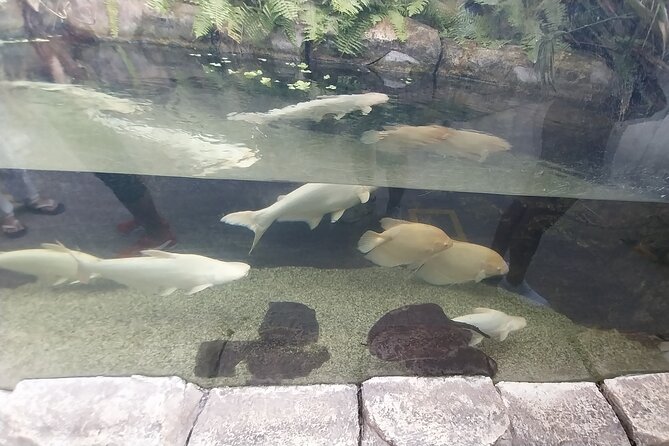 Cebu Ocean Park - Optional Tour Guide: When It’s Worth Paying More