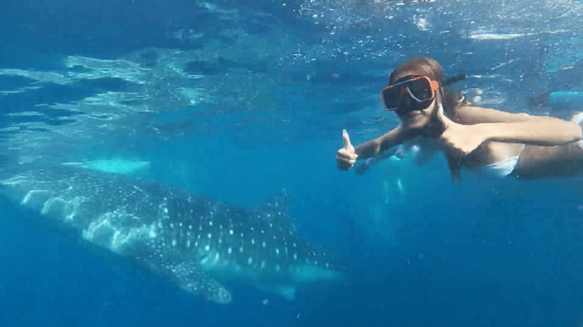 Cebu: Oslob Whale Shark and Moalboal Snorkeling Tour - Key things that make this Cebu marine tour worth your attention