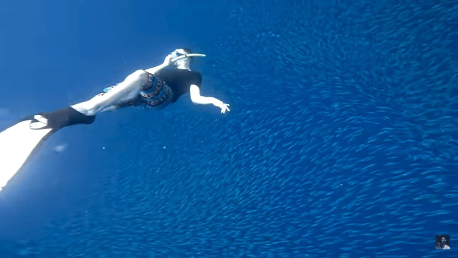 Cebu: Oslob Whale Shark and Moalboal Snorkeling Tour - Who should book this Cebu whale shark and sardine run tour, and who should skip