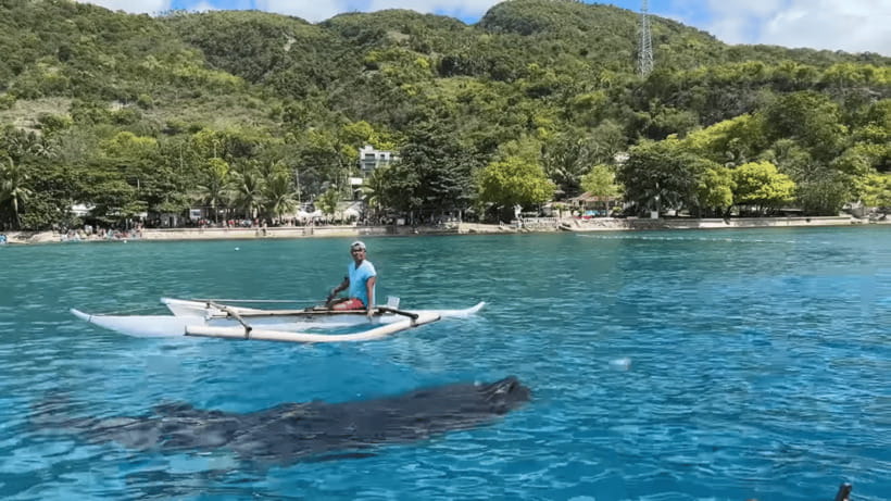 Cebu: Oslob Whale Shark and Moalboal Snorkeling Tour - Oslob whale shark swim, and why the early start matters