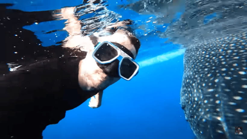 Cebu: Oslob Whale Shark and Moalboal Snorkeling Tour - Gear, snorkeling comfort, and a quick checklist before you enter