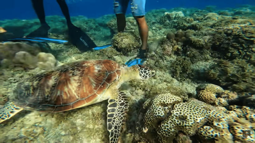 Cebu: Oslob Whale Shark and Moalboal Snorkeling Tour - Price and value: what $117 per person is buying you