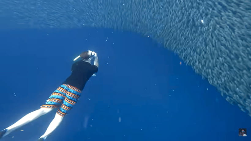 Cebu: Oslob Whale Shark and Moalboal Snorkeling Tour - Responsible whale shark viewing rules, and why you should care