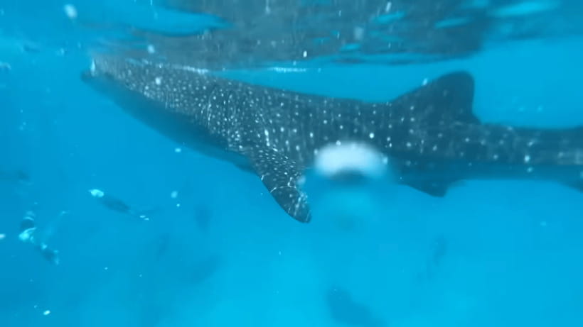 Cebu: Oslob Whale Shark and Moalboal Snorkeling Tour - Getting picked up and staying on schedule in Cebu
