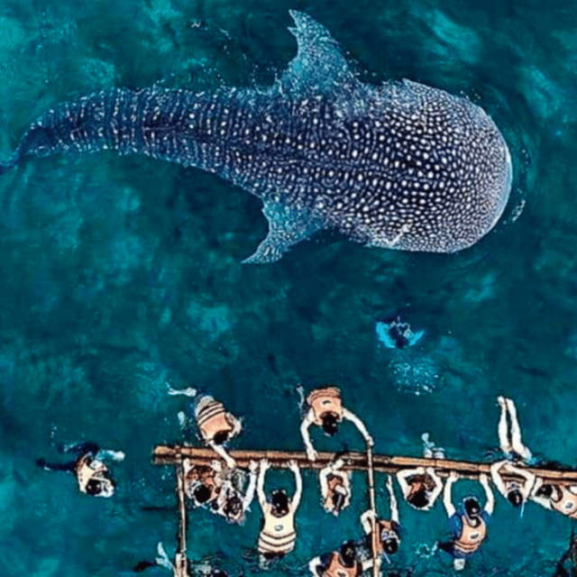 Cebu: Oslob Whale Shark, Sumilon, Ruins, Simala Church - A Full-Day Combo That Actually Makes Sense