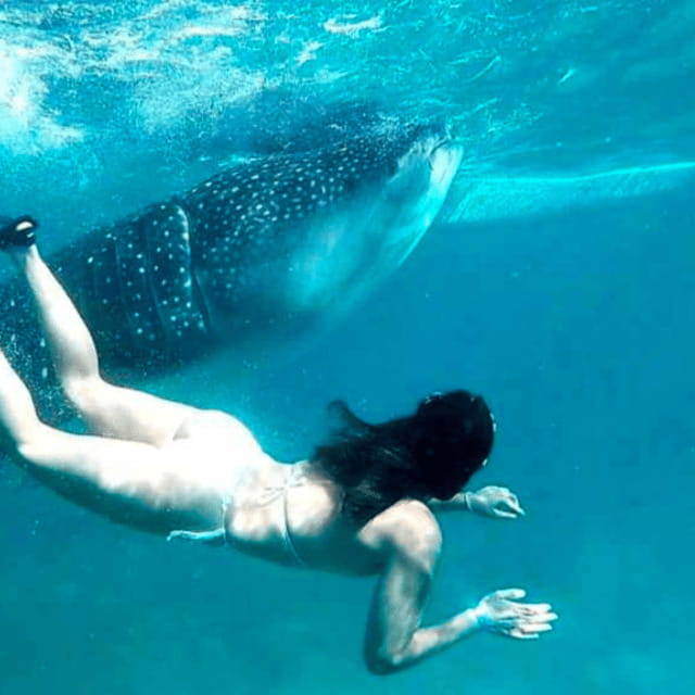 Cebu: Oslob Whale Shark, Sumilon, Ruins, Simala Church - Oslob Whale Sharks: What You Do and Why It Feels So Special