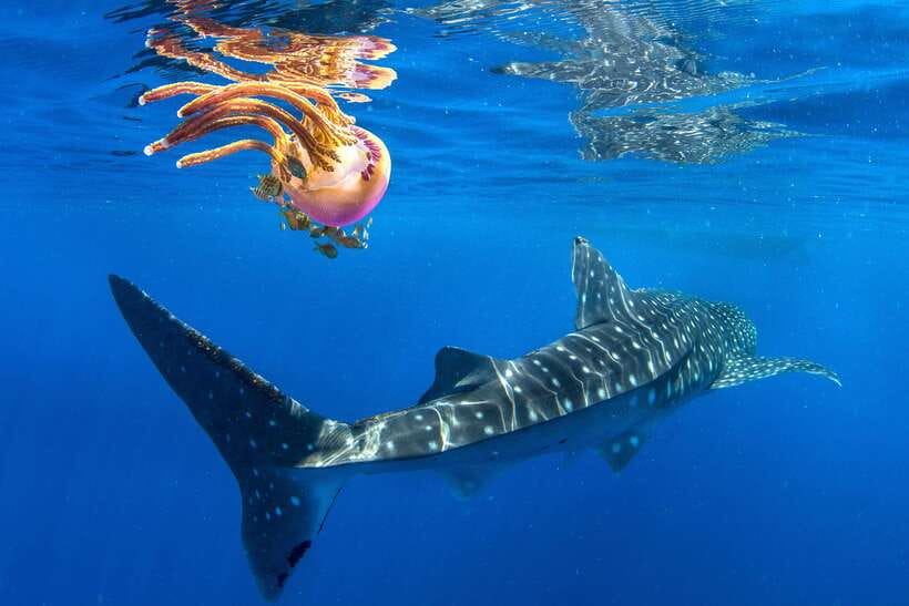 Cebu: Oslob Whale Shark Swim and Sumilon Island Day Tour - Key things to know before you go