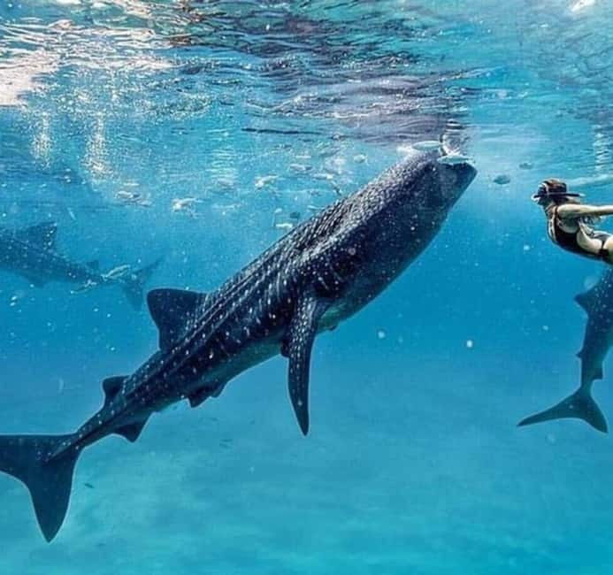 Cebu: Oslob Whale Shark Swim and Sumilon Island Day Tour - Pickup at 2 a.m. to 3 a.m.: how the schedule affects you