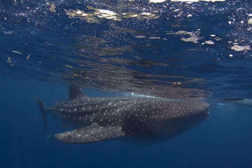 Cebu: Oslob Whale Shark Swimming and Tumalog Falls Tour - Key things to know before you go