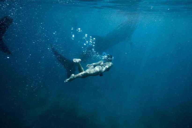 Cebu: Oslob Whale Shark Swimming and Tumalog Falls Tour - Practical tips to make your Oslob and Tumalog day work
