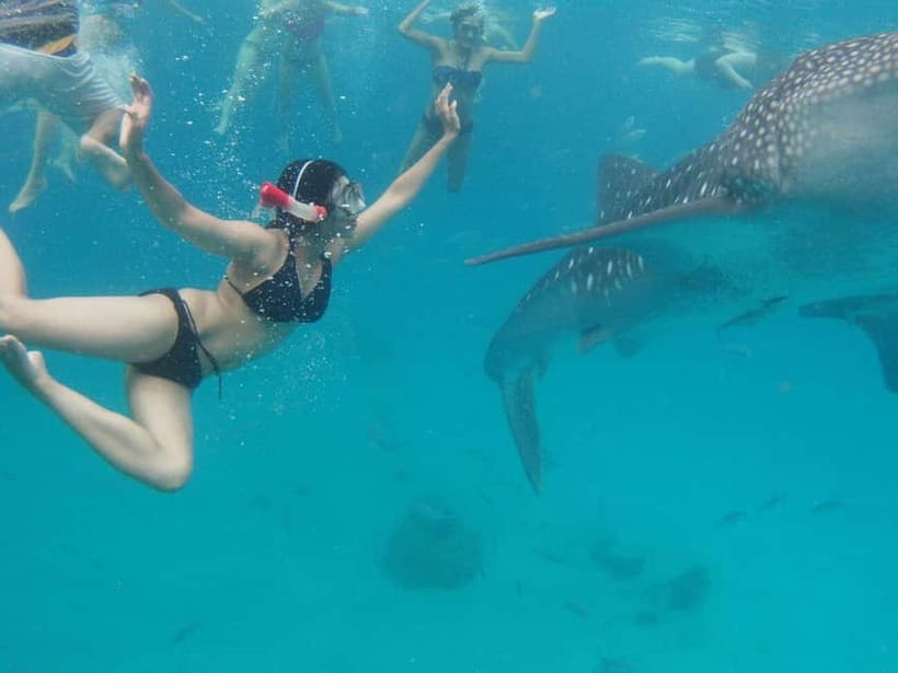 Cebu: Oslob Whale Shark Swimming and Tumalog Falls Tour - Why Oslob whale sharks and Tumalog Falls make a solid Cebu day
