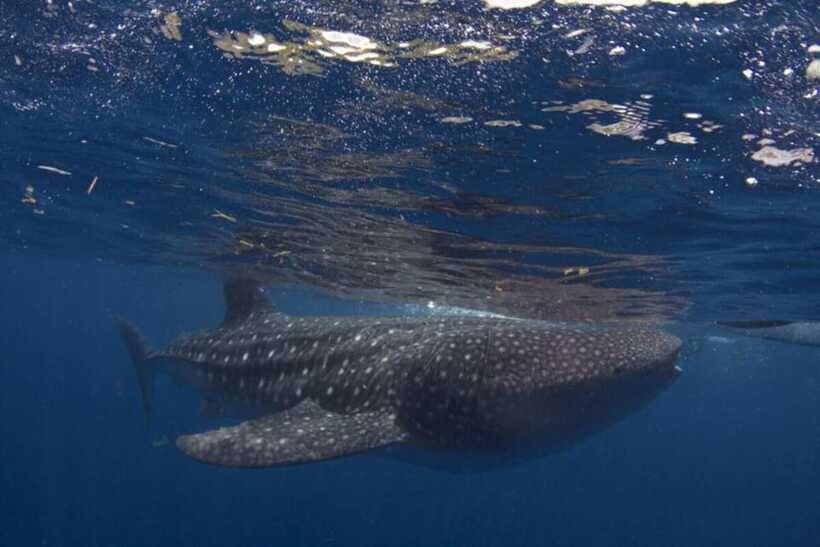 Cebu: Oslob Whale Shark Swimming and Tumalog Falls Tour - Tumalog Falls: a short guided hike to misty limestone cliffs