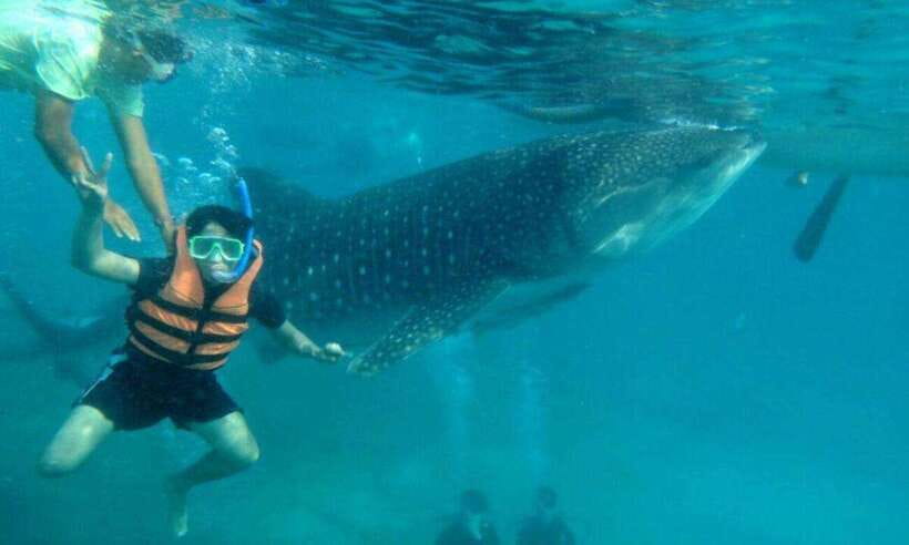 Cebu: Oslob Whale Shark Swimming and Tumalog Falls Tour - Add-ons: Sardine snorkeling and Kawasan canyoneering choices