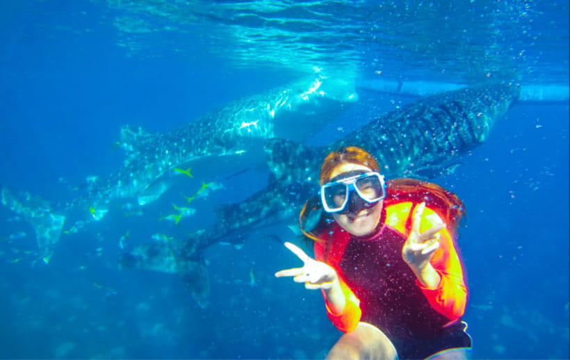 Cebu: Oslob Whale Shark Swimming and Tumalog Falls Tour - Price and value: what $79 covers and where extra costs can appear