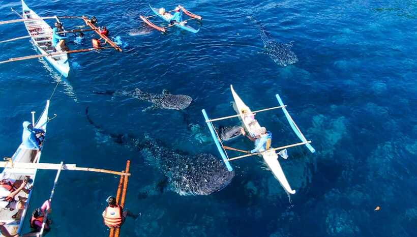Cebu: Oslob Whale Shark Swimming and Tumalog Falls Tour - Who should book, and who should skip this one