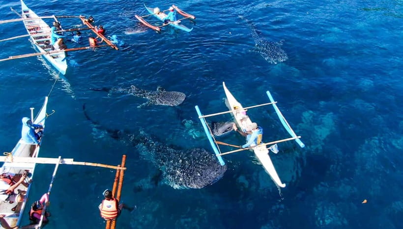 Cebu: Oslob Whale Shark Swimming and Tumalog Falls Tour - The 2:00 AM pickup and the southbound drive