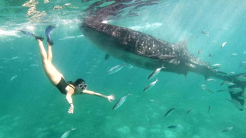 Cebu:Oslob Whale Shark Swimming & Kawasan Falls Canyoneering - Key Things That Make This Cebu Day Trip Worth Your Time