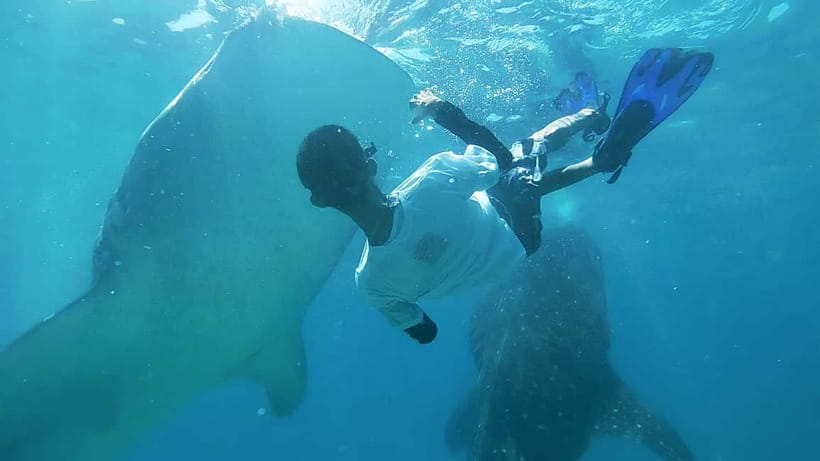 Cebu:Oslob Whale Shark Swimming & Kawasan Falls Canyoneering - Oslob Whale Shark Swimming: Strict Rules, Big Crowds, Real Snorkeling Time