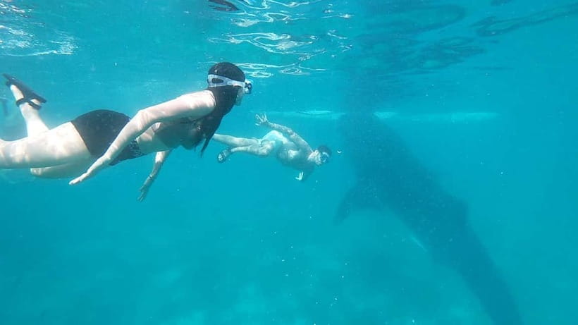 Cebu:Oslob Whale Shark Swimming & Kawasan Falls Canyoneering - When the Whale Shark Schedule Feels Messy: How to Prepare Yourself